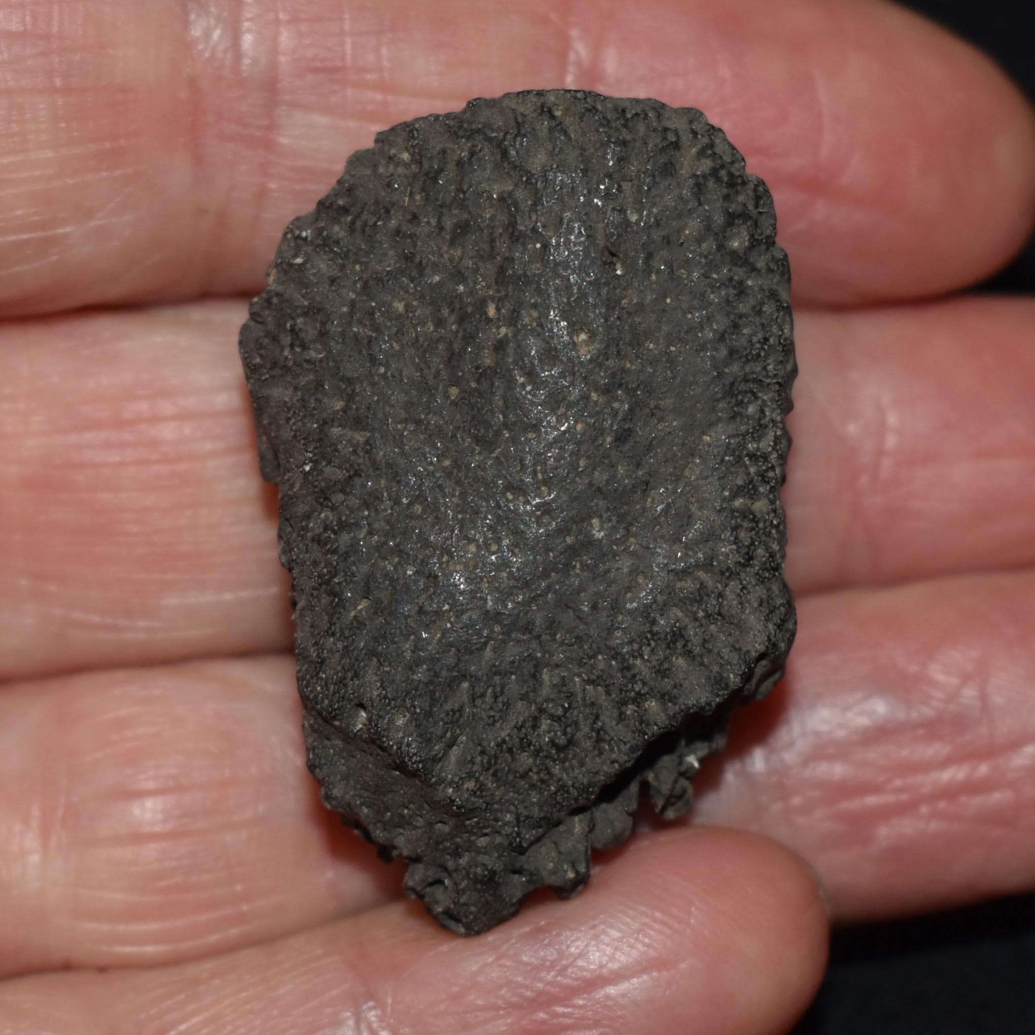ArtifactsandFossils - Etsy