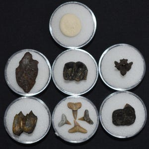Excellent Group of Seven Fossil Starter Pack - Pleistocene 10,000-1.8 million years ago