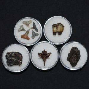 Excellent Group of Five Fossil Starter Pack - Pleistocene 10,000-1.8 million years ago