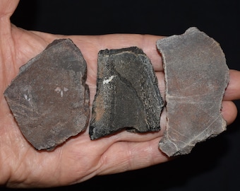 Tre grovskurna dinosauriebenskivor - Juraperioden 145-199 miljoner år sedan