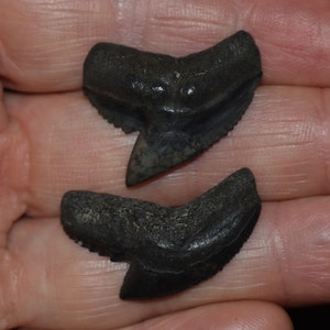 巨大なイタチザメの歯の化石 - 中新世 500万～2400万年前