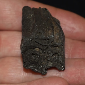 May include: A dark brown, irregularly shaped fossil fragment with a textured surface. The fossil has a rough, weathered appearance, with visible ridges and crevices. The object is held in a hand, suggesting its size and scale.
