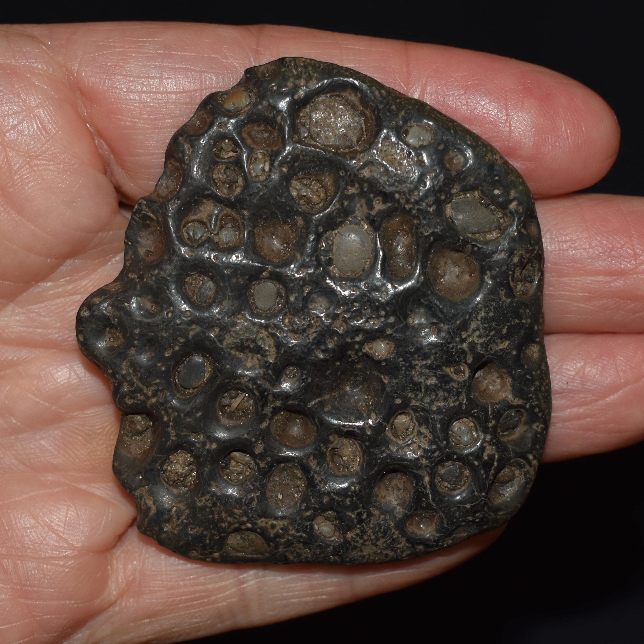 ArtifactsandFossils - Etsy