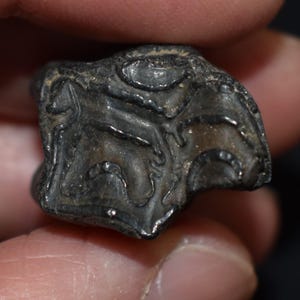 希少な3本指の馬の歯 - 500万～3000万年前に存在