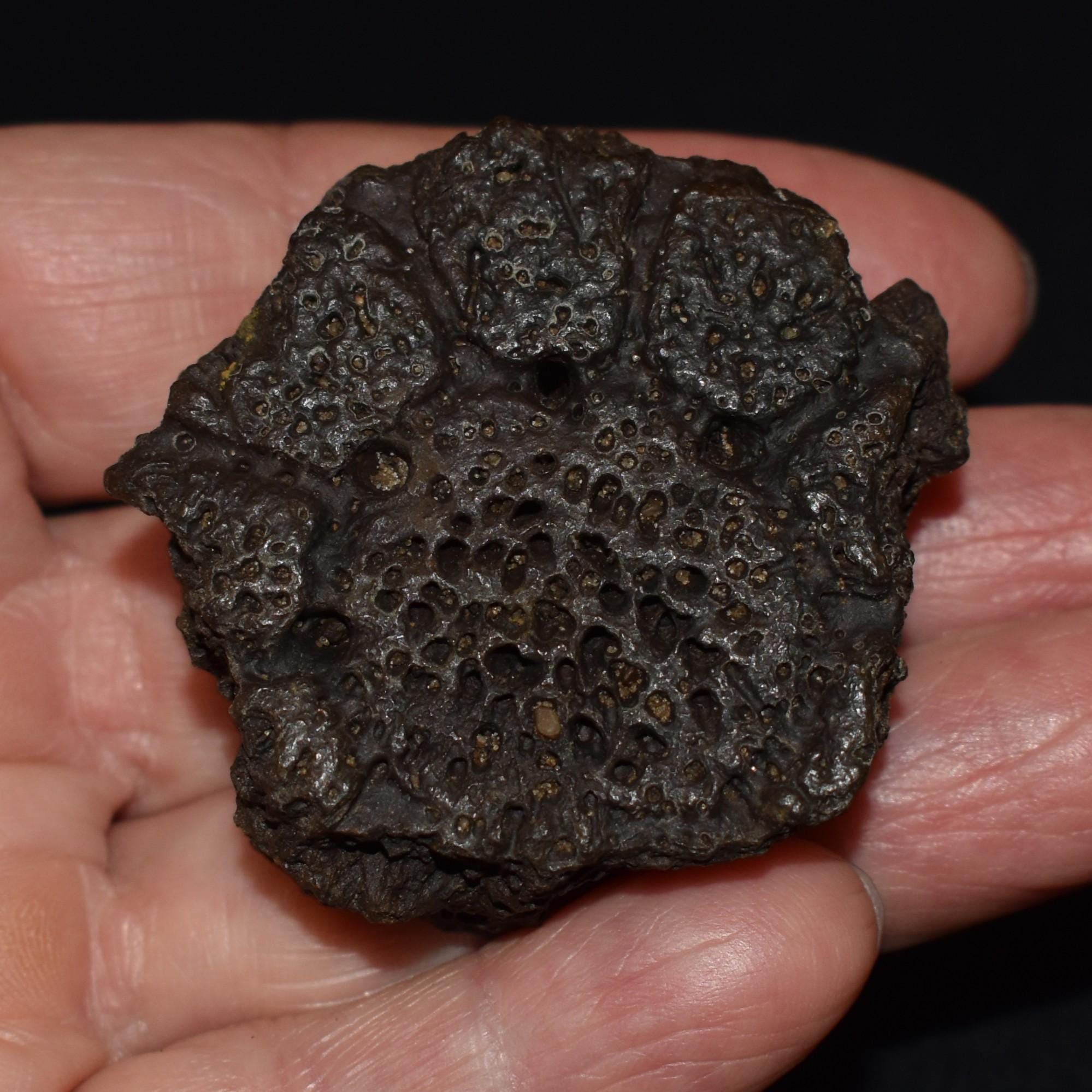ArtifactsandFossils - Etsy