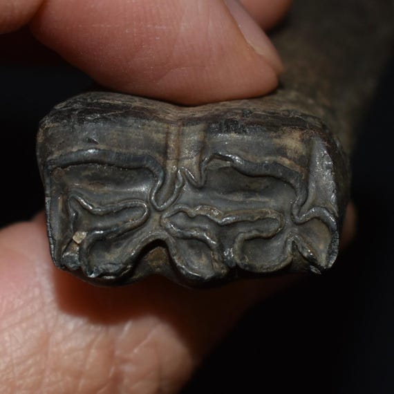 馬の歯 化石？ 天然石 波状模様のクリーム色 更新世のエクウス馬の