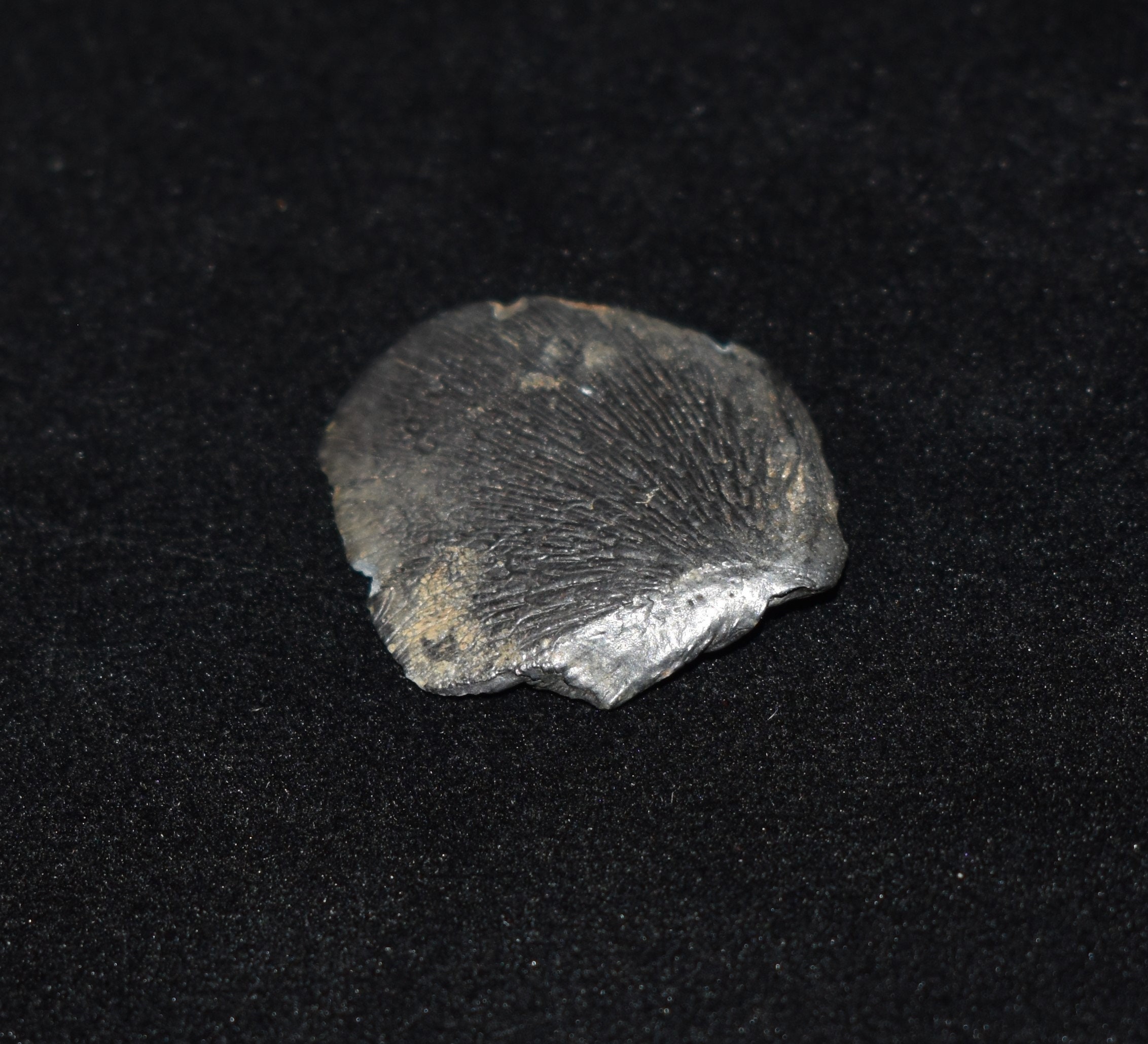 Beautiful Rare Small Intact Fossilized Fish Gill Plate Etsy