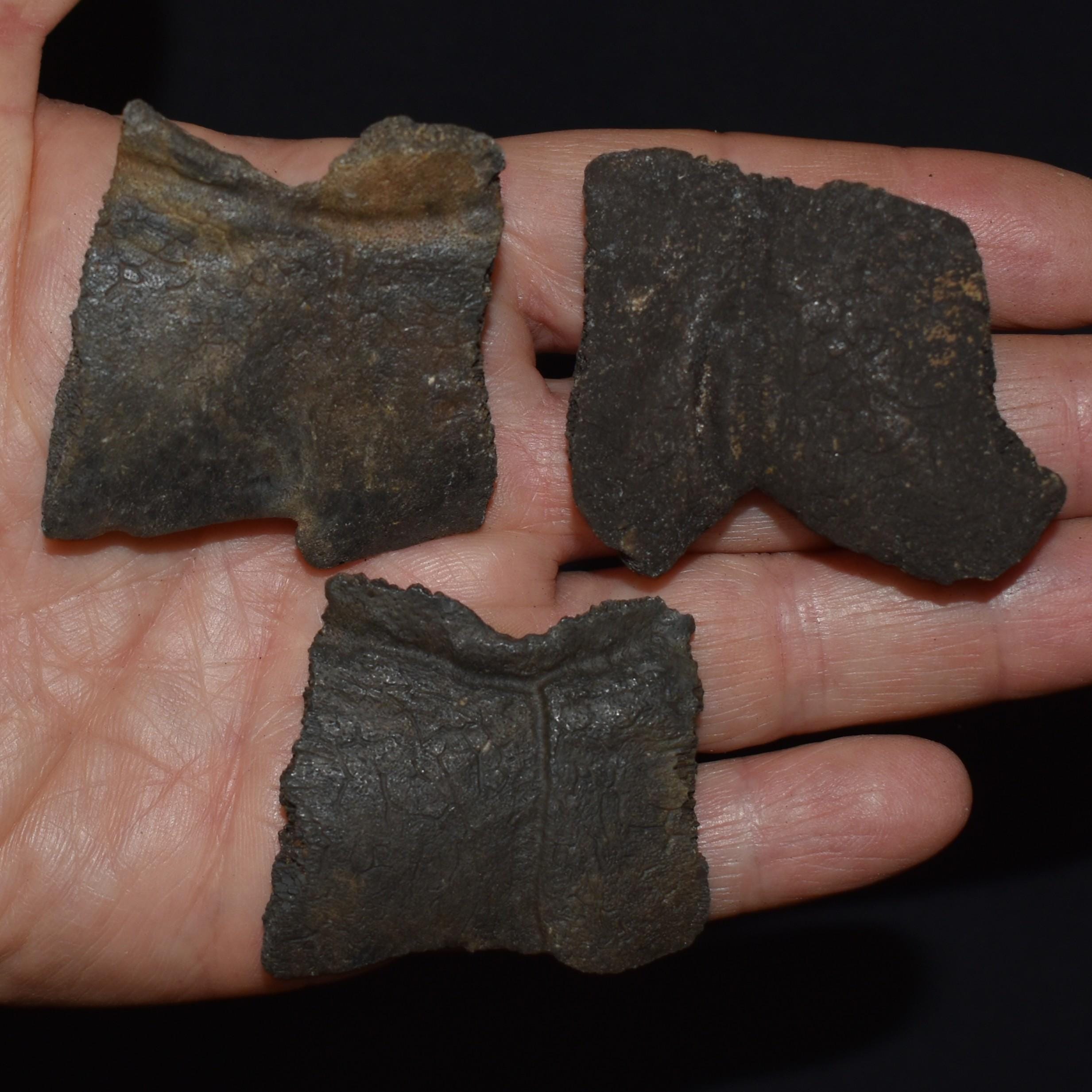 Three Fossilized Snapping Turtle Shell Peripheral Elements (Shell Edge) Miocene to Pleistocene 10,000 - 24 million Years
