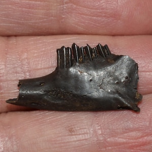 May include: A dark brown fossilized jaw fragment with visible teeth. The teeth are jagged and closely spaced, indicating a carnivorous diet. The fossil has a rough texture and appears to be well-preserved, showcasing the ancient form.
