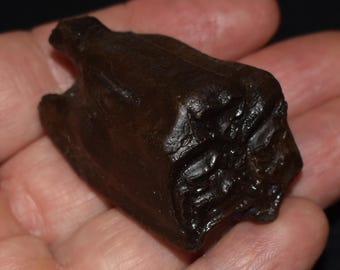 Fossilized Pleistocene Equus Horse Tooth - Florida Origin