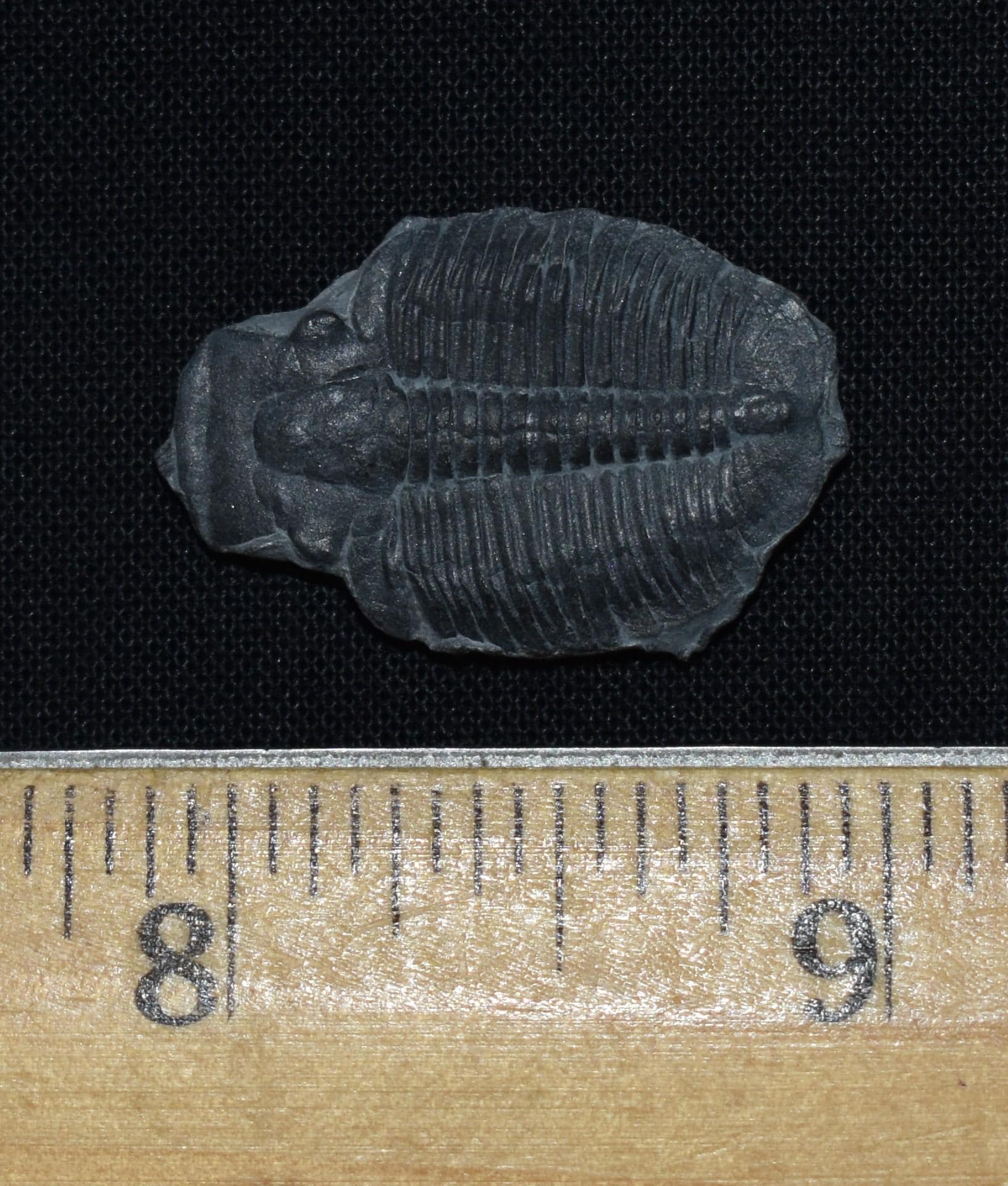 エルラシア・キンギ三葉虫の化石 - 5億5000万年前 - Etsy 日本