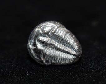 Genuine Trilobite Single Earring: Cambrian Fossil Jewelry