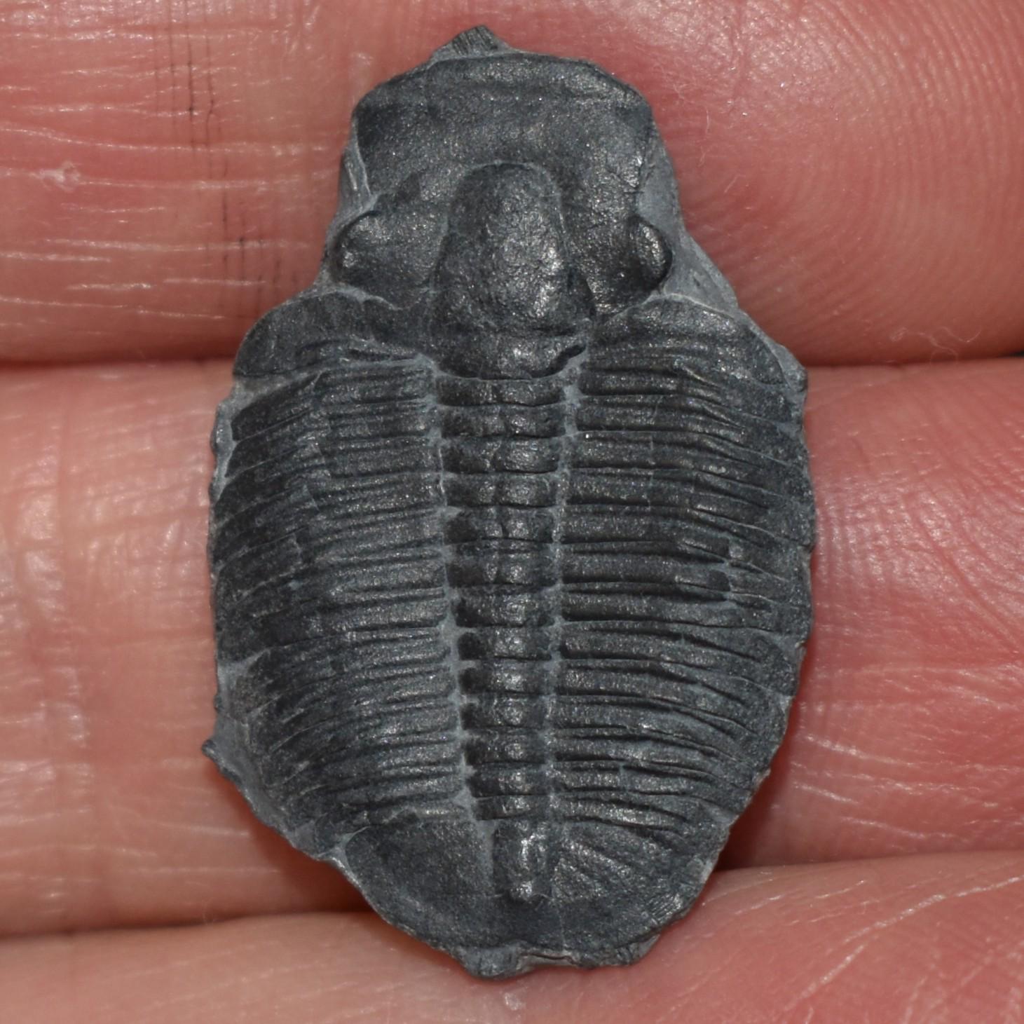 エルラシア・キンギ三葉虫の化石 - 5億5000万年前 - Etsy 日本