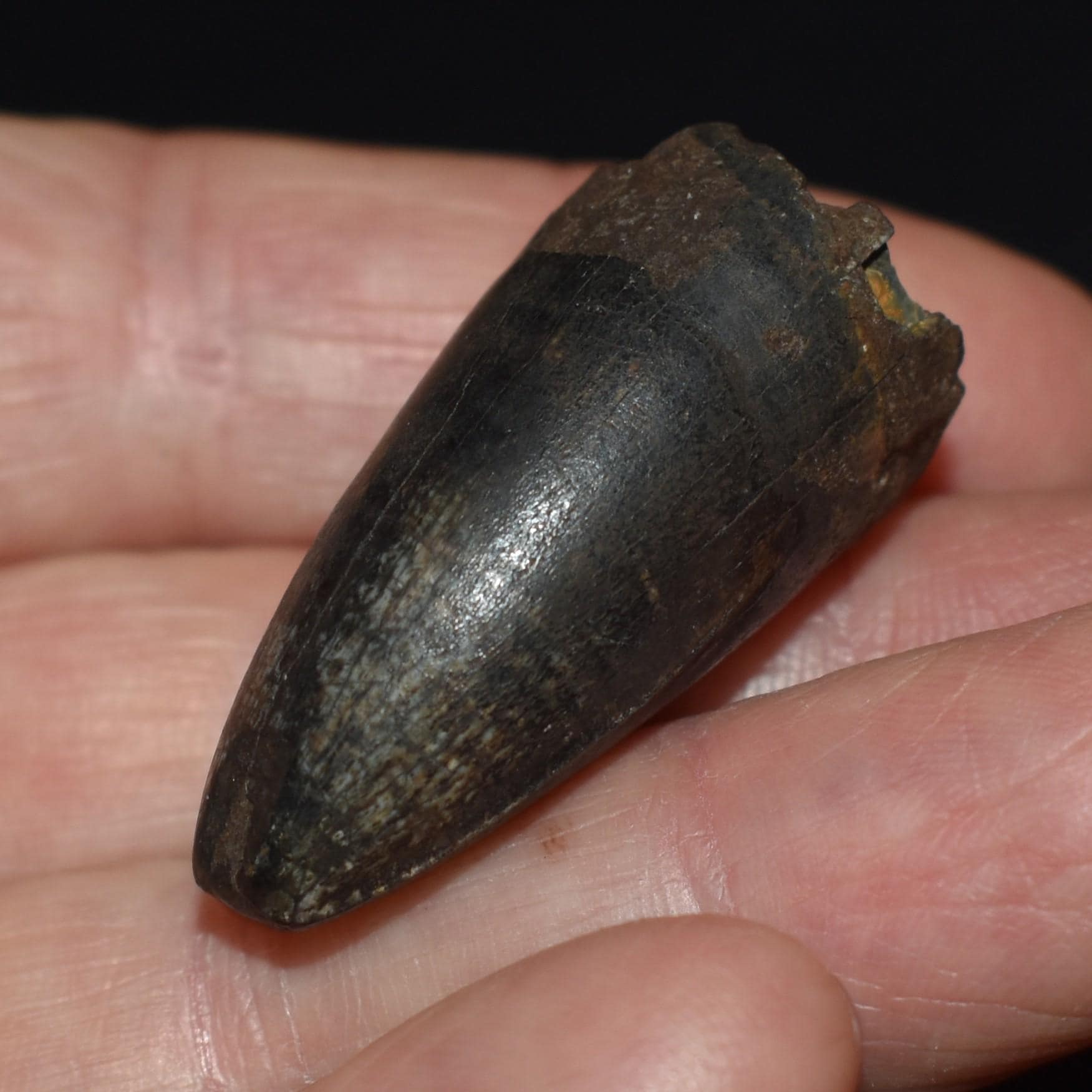 ArtifactsandFossils - Etsy
