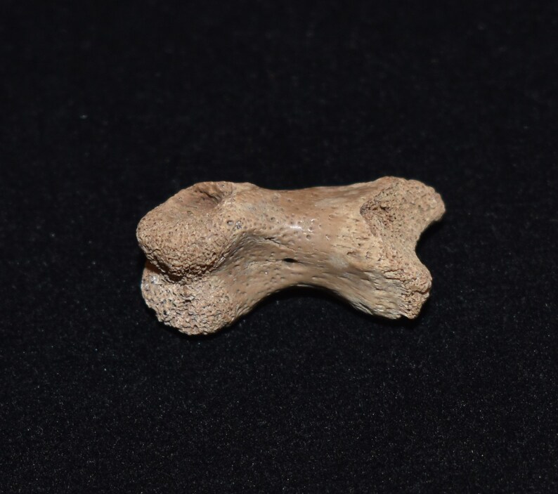 Excellent Fossilized Turtle Toe Bone Pleistocene 10000 24 Etsy