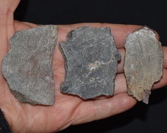 Tre grovskurna dinosauriebenskivor - Juraperioden 145-199 miljoner år sedan