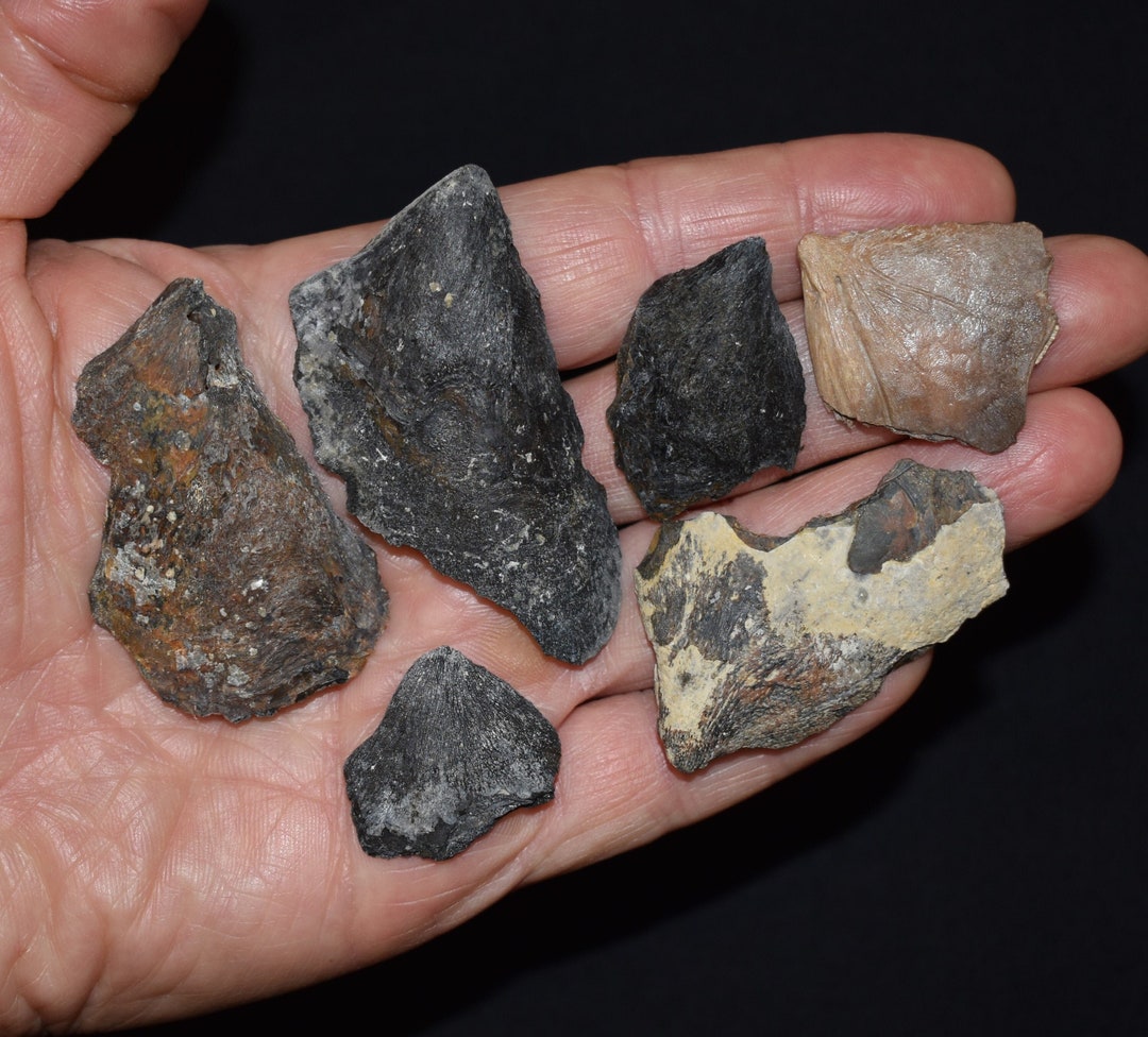 Set of Six Rough and Tumbled Fossilized Fish Gill Plates Etsy