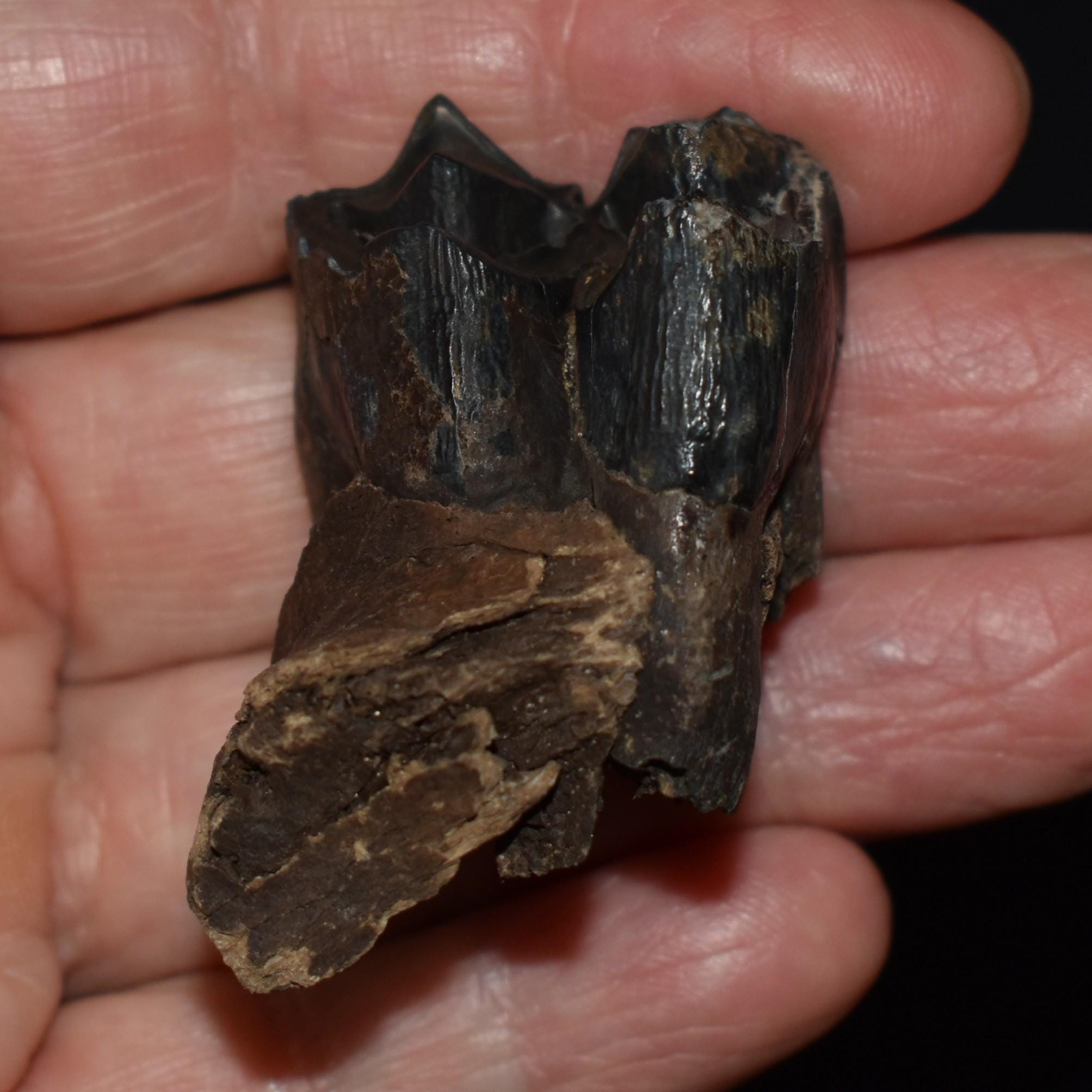 ArtifactsandFossils - Etsy