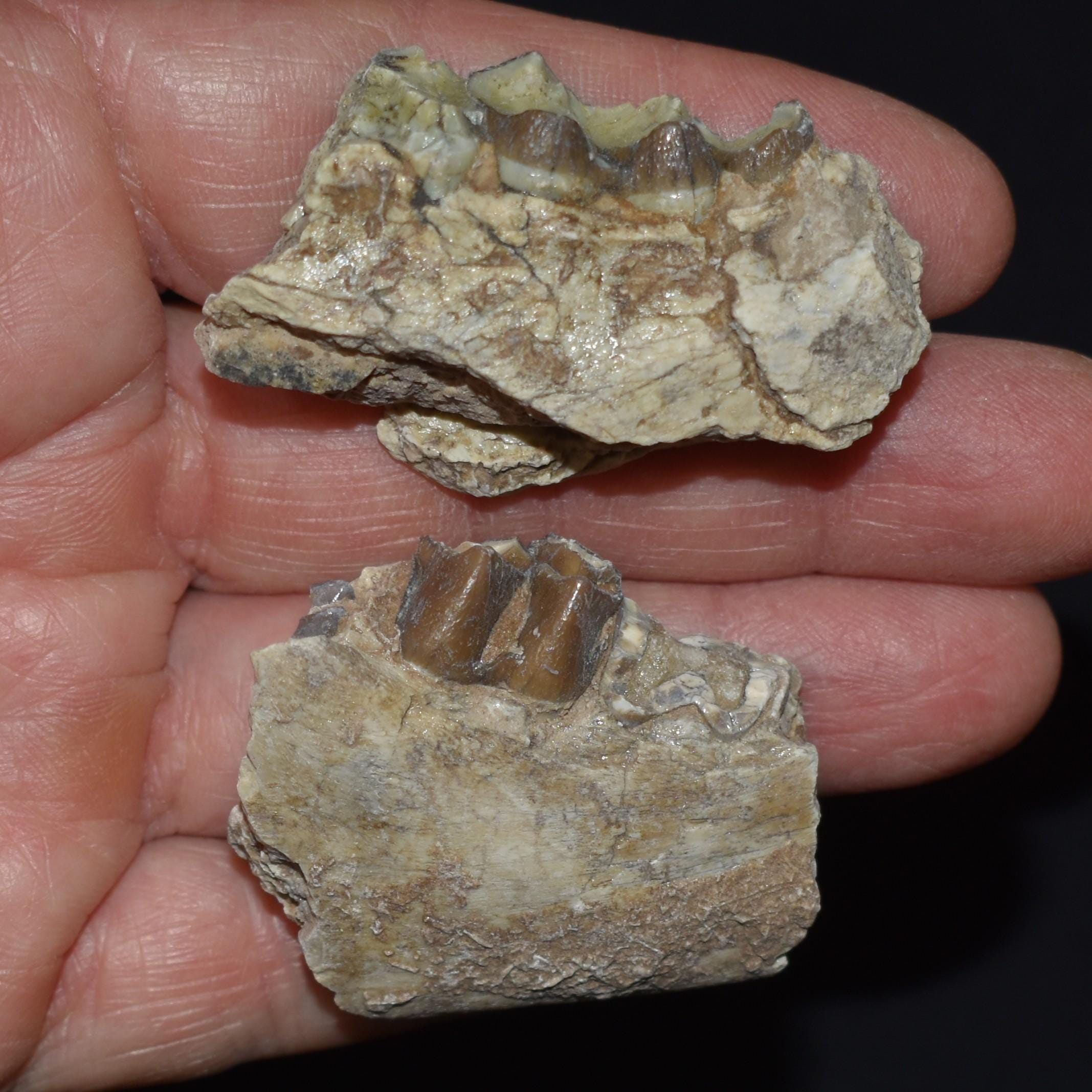 Oreodont tooth - Etsy 日本