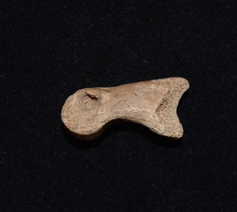 Excellent Fossilized Turtle Toe Bone Pleistocene 10000 24 Etsy