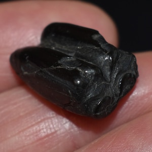 非常に希少なミニサイズの三本指馬の歯 - 500万～3000万年前に存在