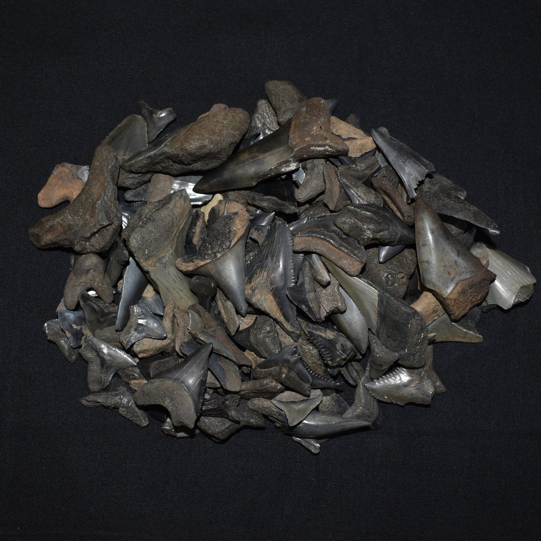 Group of Fossilized Partial Shark Teeth Ultimate Fish Bowl Gravel - Etsy