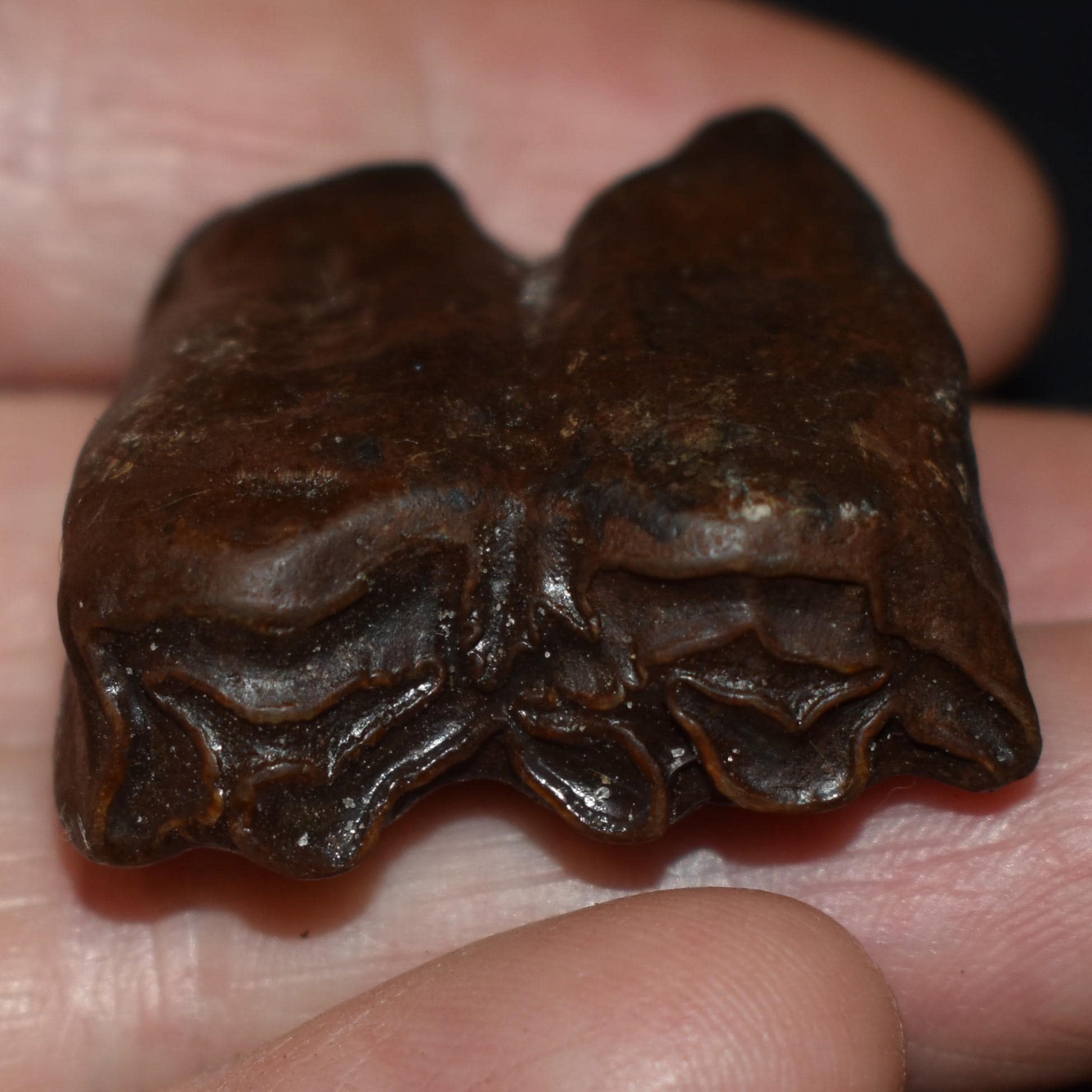 馬の歯　化石？　天然石 波状模様のクリーム色 馬の歯 化石？ 天然石 波状模様のクリーム色 7823X