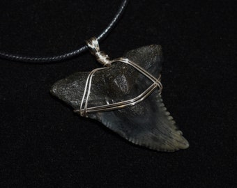 Gorgeous Fossilized Snaggletooth Shark Tooth Pendant on Black Cord