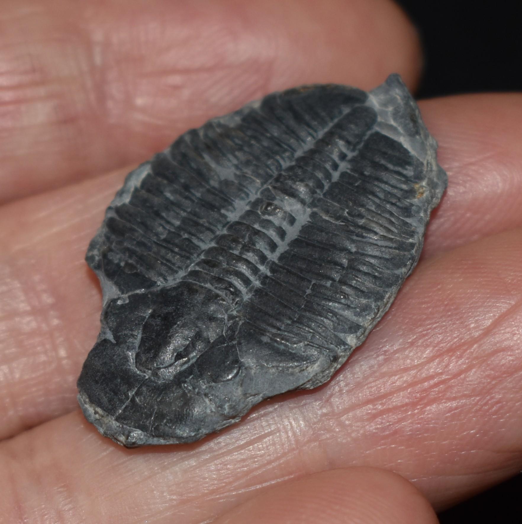 三葉虫の化石：エルラシア・キンギ - 5億5000万年前 - Etsy 日本