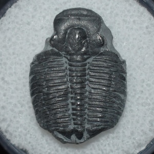 Puede incluir: Fósil gris oscuro de un trilobites, un artrópodo marino del Paleozoico. El fósil está bien conservado, mostrando el cuerpo segmentado y la cabeza. El trilobites se muestra sobre un fondo blanco.