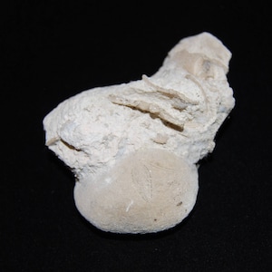 Fossilized Sand Dollar in Matrix