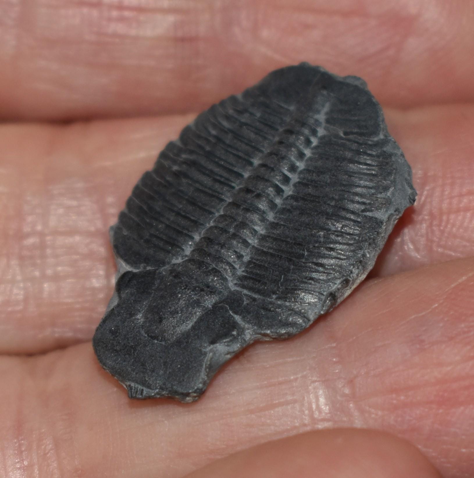 エルラシア・キンギ三葉虫の化石 - 5億5000万年前 - Etsy 日本