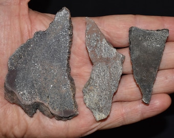 ラパレントサウルス恐竜の四肢骨化石、中期ジュラ紀、マダガスカル