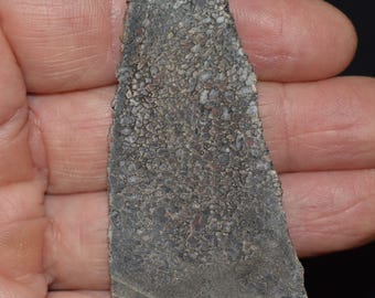 Vacker grovskuren dinosauriebenskiva - Juraperioden 145-199 miljoner år sedan