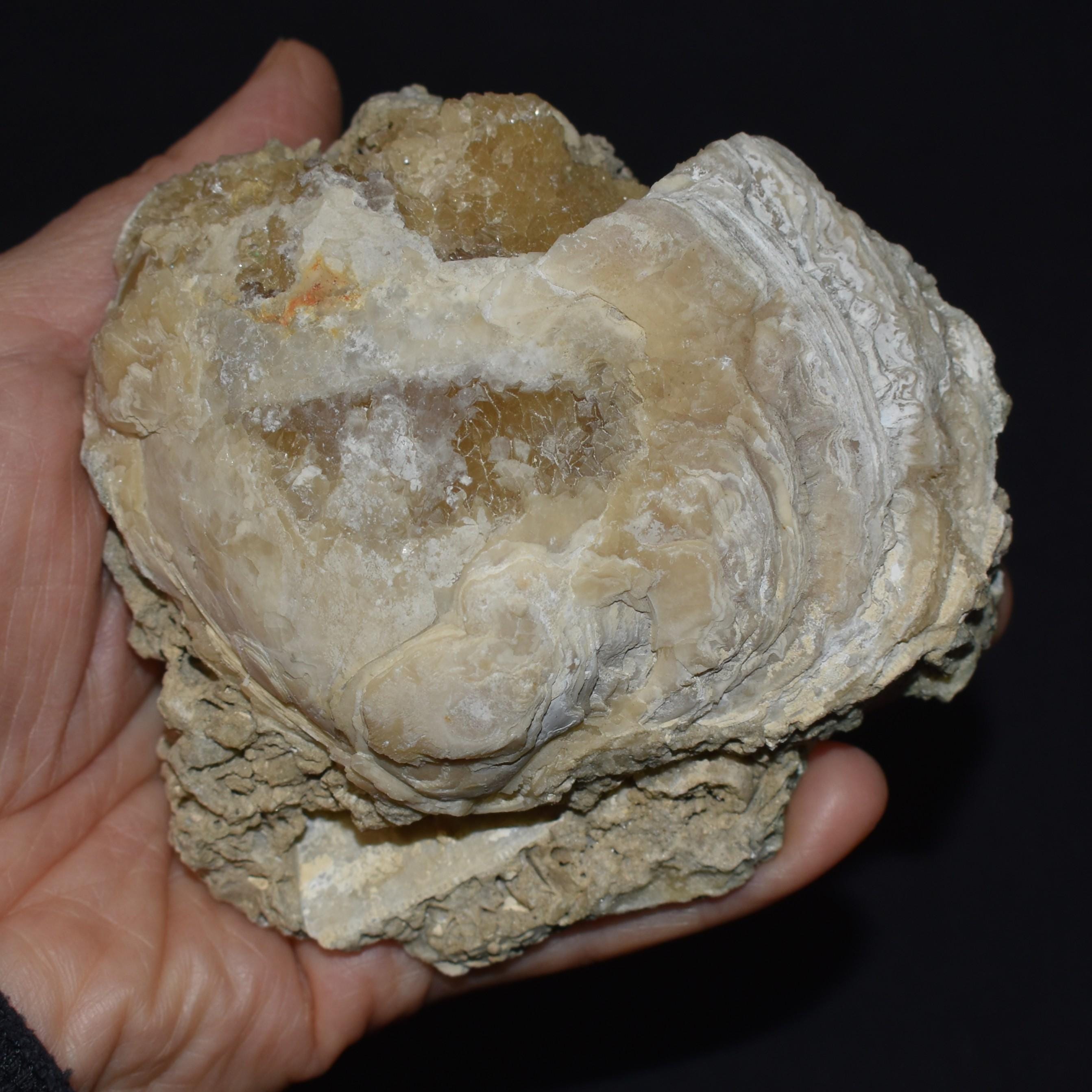 Fossilized Clam Shell With Small Honey Calcite Crystals - Florida