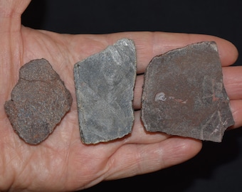 Tre grovskurna dinosauriebenskivor - Juraperioden 145-199 miljoner år sedan