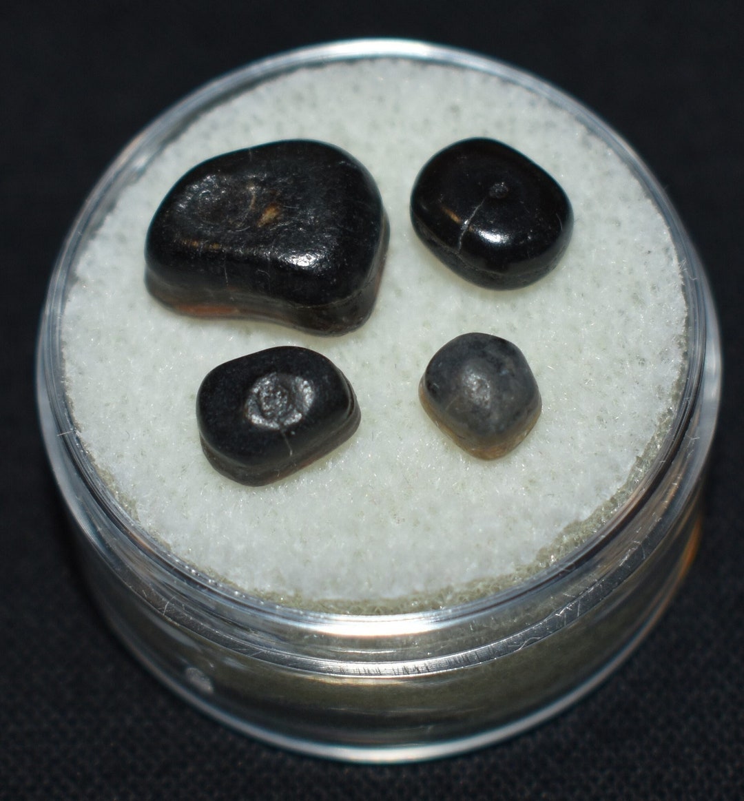 Excellent Set of Four Fossil Drum Fish Teeth in a Gem Jar Etsy