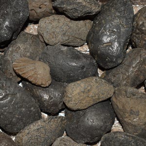 May include: A collection of dark gray and brown smooth stones. The stones are various shapes and sizes. Some of the stones have a rough texture.