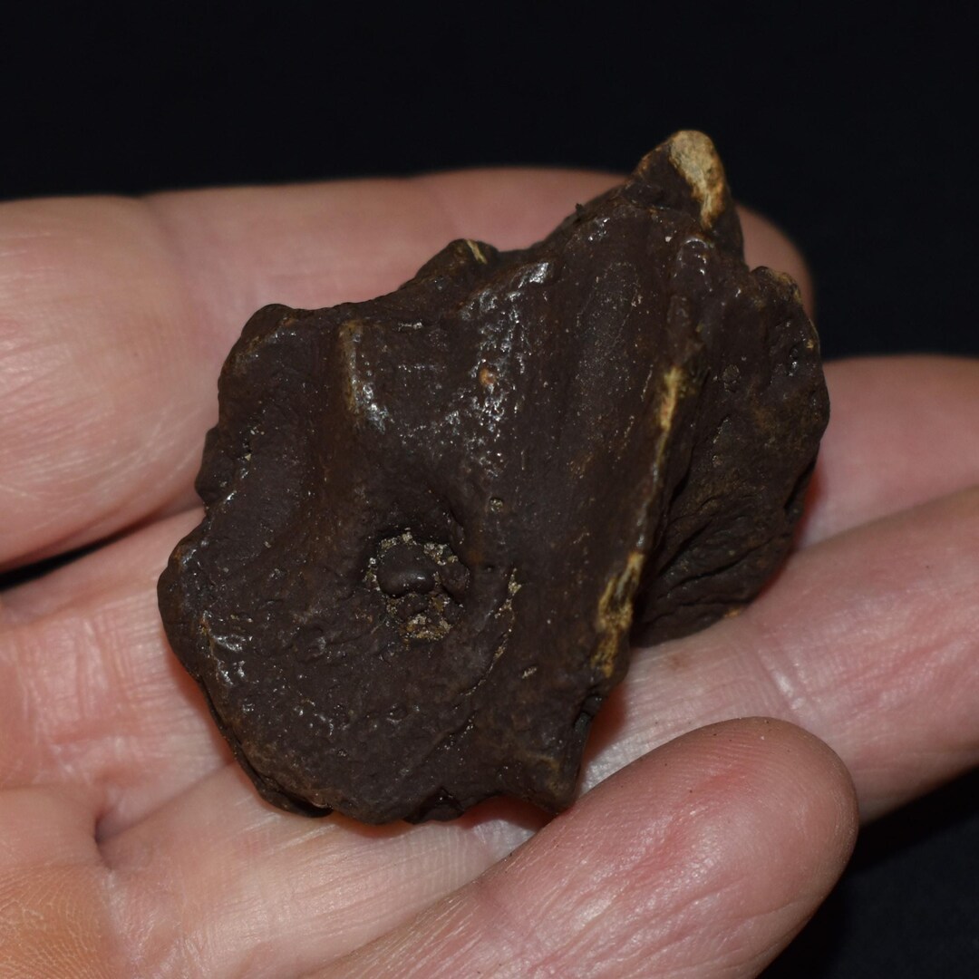 Fossilized Sequoia Pendant Necklace main image 1