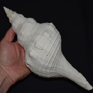 May include: A large, off-white conch shell with a spiral shape and textured surface. The shell is held in a hand against a black background, showcasing its size and intricate details. The shell's color is a mix of white and light gray.