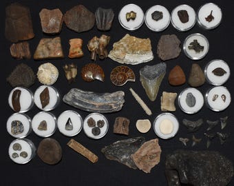 Pleistocene Fossil Starter Pack: 56 Items, Meteorites & Megalodon Replica