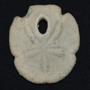 Bargain Fossilized Sand Dollar
