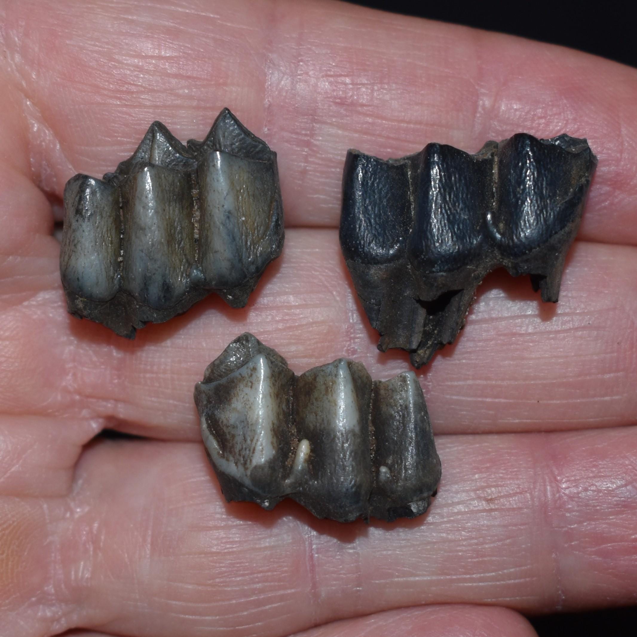 ArtifactsandFossils - Etsy