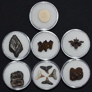 Excellent Group of Seven Fossil Starter Pack - Pleistocene 10,000-1.8 million years ago