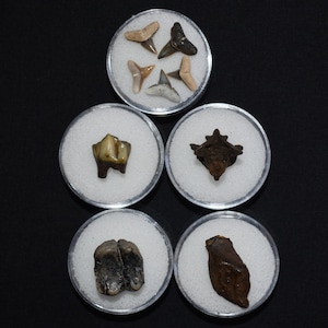 Excellent Group of Five Fossil Starter Pack - Pleistocene 10,000-1.8 million years ago