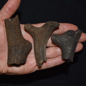 化石化した鹿の角の断片 3 点セット - 更新世 10,000 - 180 万年前