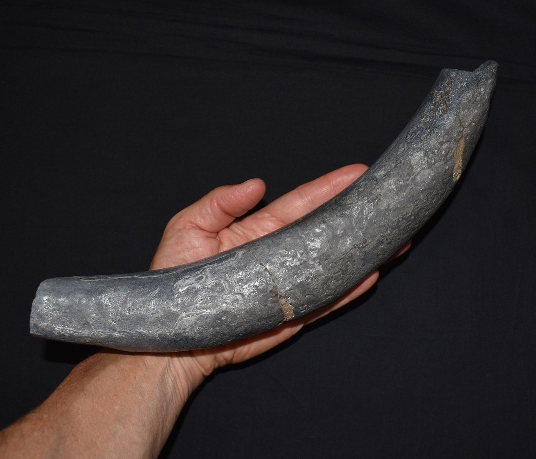 Heartbreak Fossil Dugong Rib Miocene 5-24 Million Years Ago - Etsy
