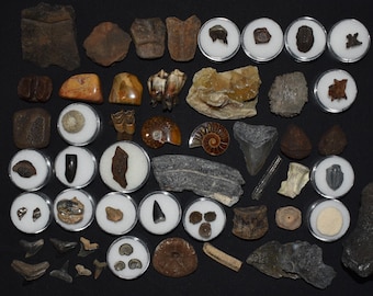 Pleistocene Fossil Starter Pack: 56 Items, Meteorites & Megalodon Replica