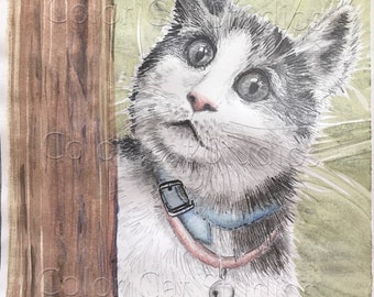 Curious Cat
