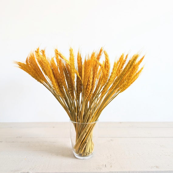 Spighe Di Grano Decorative Naturali - 100 Gambi Dorati Per Decorazioni Casa E Matrimoni